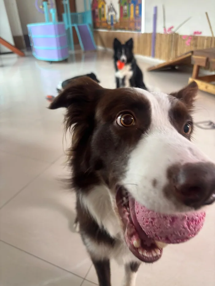 Border collie sorrindo com uma bola na boca no salão da Creche da Piratinha